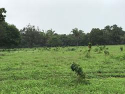 #626 - Fazenda para Venda em Goiás - GO - 3