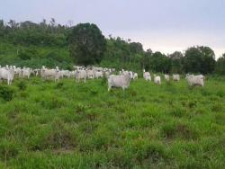 #629 - Fazenda para Venda em Goiânia - GO - 2