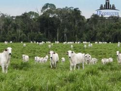 #626 - Fazenda para Venda em Goiás - GO - 1