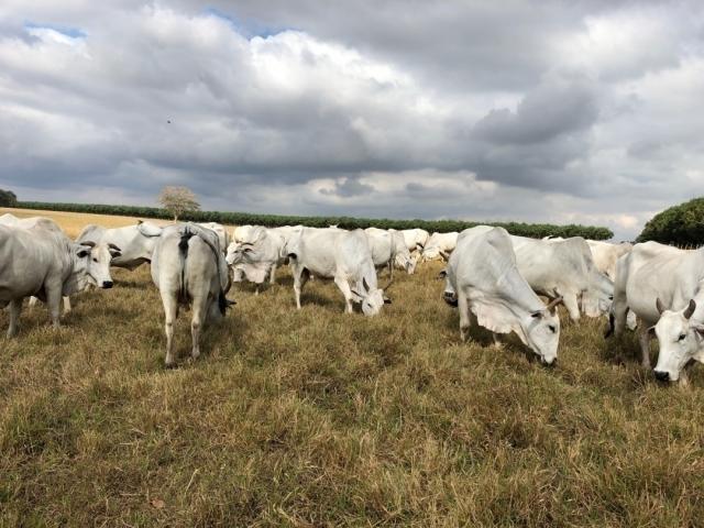 #728 - Fazenda para Venda em Nova América - GO - 2