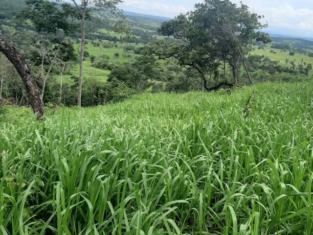 #762 - Fazenda para Venda em Itapuranga - GO - 2