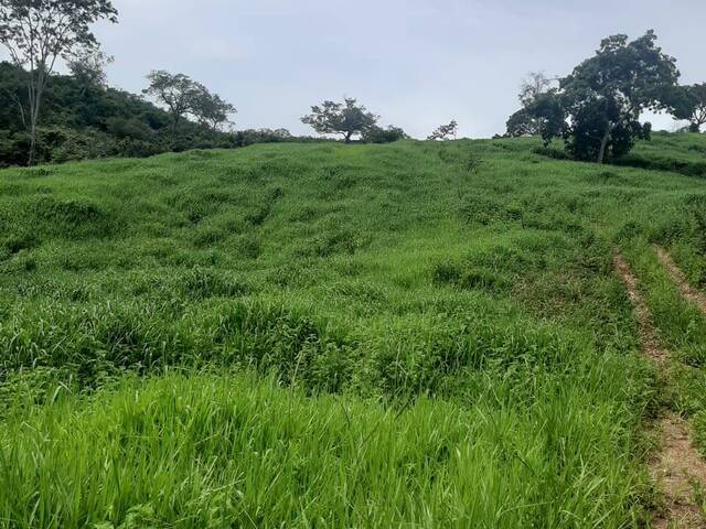 Fazenda para Venda em Itapuranga - 4