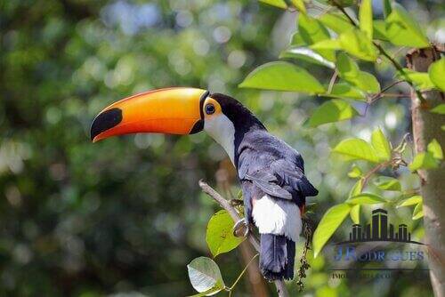 Casa de Condomínio, 2 quartos - Foto 47